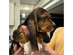 Basset Hound Puppy for sale in Pasco, WA, USA