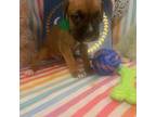 Boxer Puppy for sale in Canton, MS, USA