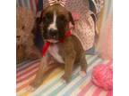 Boxer Puppy for sale in Canton, MS, USA