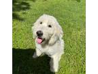 Goldendoodle Puppy for sale in Alexandria, LA, USA