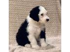 Old English Sheepdog Puppy for sale in Portland, OR, USA