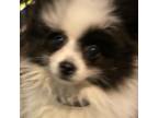 Pomeranian Puppy for sale in Watertown, CT, USA