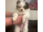 Pomeranian Puppy for sale in Watertown, CT, USA