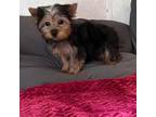 Yorkshire Terrier Puppy for sale in Picayune, MS, USA