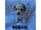 Bernie