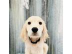 Golden Retriever Puppy for sale in Apple Valley, CA, USA