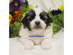 Bichon Frise Puppy for sale in Rock Rapids, IA, USA