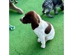 German Shorthaired Pointer Puppy for sale in San Diego, CA, USA