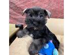 Schnauzer (Miniature) Puppy for sale in Youngstown, OH, USA