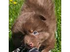 Pomeranian Puppy for sale in Charlotte, MI, USA