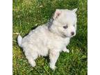 Siberian Husky Puppy for sale in Charlotte, MI, USA