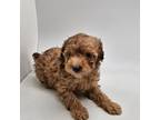 Poodle (Toy) Puppy for sale in Forney, TX, USA