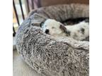 Miniature Australian Shepherd Puppy for sale in Las Vegas, NV, USA