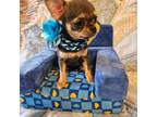 Chihuahua Puppy for sale in South West City, MO, USA