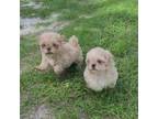 Shih Tzu Puppy for sale in Lake City, FL, USA