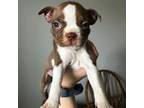 Boston Terrier Puppy for sale in Plainfield, IN, USA