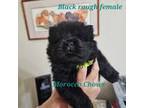 Chow Chow Puppy for sale in Harlingen, TX, USA