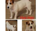 Parson Russell Terrier Puppy for sale in La Puente, CA, USA