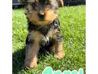 Yorkshire Terrier Puppy for sale in Dayton, OH, USA