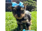 Yorkshire Terrier Puppy for sale in Dayton, OH, USA