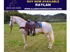 Flashy Palomino & White Spotted Saddle Horse