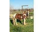 Gorgeous Red Tobiano