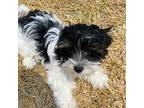 Biewer Terrier Puppy for sale in Tamarac, FL, USA