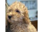 Cavapoo Puppy for sale in Stafford Springs, CT, USA