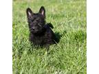 Scottish Terrier Puppy for sale in Stoutland, MO, USA