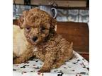 Poodle (Toy) Puppy for sale in Fultonville, NY, USA