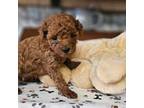 Poodle (Toy) Puppy for sale in Fultonville, NY, USA