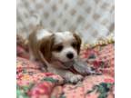 Cavalier King Charles Spaniel Puppy for sale in Smiths Station, AL, USA