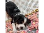 Cavalier King Charles Spaniel Puppy for sale in Smiths Station, AL, USA