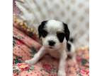 Cavalier King Charles Spaniel Puppy for sale in Smiths Station, AL, USA