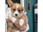 Pembroke Welsh Corgi Puppy for sale in Godley, TX, USA