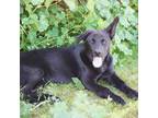 Blk GSD