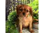 Cavalier King Charles Spaniel Puppy for sale in Grove, OK, USA