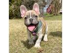 French Bulldog Puppy for sale in Powder Springs, GA, USA