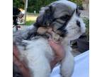 Shih Tzu Puppy for sale in Louisville, GA, USA