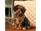 Cavapoo Puppy for sale in Narvon, PA, USA