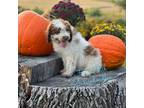 Aussiedoodle Puppy for sale in Clarinda, IA, USA