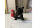 French Bulldog Puppy for sale in Philadelphia, PA, USA