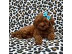 Cavapoo Puppy for sale in Lakeland, FL, USA