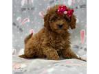 Cavapoo Puppy for sale in Lakeland, FL, USA