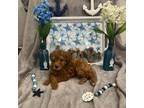 Poodle (Toy) Puppy for sale in Philadelphia, PA, USA