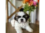 Shih Tzu Puppy for sale in Harrisonburg, VA, USA