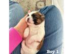Shih Tzu Puppy for sale in Harrisonburg, VA, USA