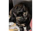 Adopt Cagney a Domestic Short Hair
