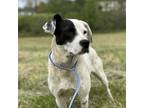 Adopt Helen a Mixed Breed