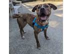 Adopt Annsley a Pit Bull Terrier